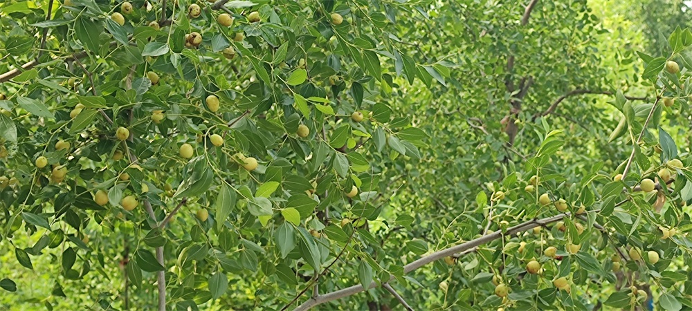 河北靜心苗木基地