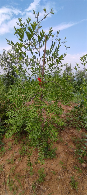 河北靜心酸棗苗木基地